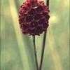 Thumbnail #4 of Sanguisorba officinalis by kennedyh