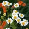 Thumbnail #1 of Tanacetum parthenium by Calif_Sue