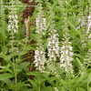Thumbnail #3 of Teucrium canadense by frostweed