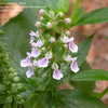 Thumbnail #4 of Teucrium canadense by frostweed