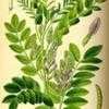 Thumbnail #3 of Glycyrrhiza glabra by diondonne