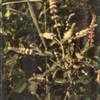 Thumbnail #2 of Mentha longifolia by kennedyh
