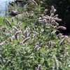 Thumbnail #4 of Mentha longifolia by Zaragoza