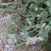 Thumbnail #3 of Mentha longifolia by Baa