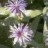 Thumbnail #1 of Monarda bradburiana by Terry