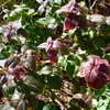 Thumbnail #4 of Monarda bradburiana by Meredith79