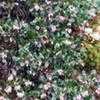 Thumbnail #1 of Arctostaphylos uva-ursi by Trox