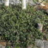 Thumbnail #5 of Arctostaphylos uva-ursi by Rickwebb