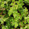 Thumbnail #2 of Arctostaphylos uva-ursi by growin