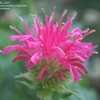 Thumbnail #2 of Monarda didyma by Gabrielle