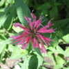 Thumbnail #5 of Monarda didyma by buddeyallen