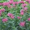 Thumbnail #4 of Monarda didyma by Gabrielle