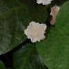 Thumbnail #3 of Dorstenia bahiensis by growin