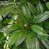 Thumbnail #2 of Dorstenia bahiensis by Monocromatico