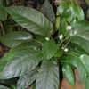 Thumbnail #4 of Dorstenia bahiensis by growin