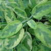 Thumbnail #3 of Salvia officinalis by plantmover