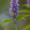 Thumbnail #2 of Agastache scrophulariifolia by TJH96