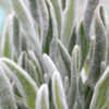 Thumbnail #2 of Lavandula lanata by AnniesAnnuals