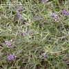 Thumbnail #2 of Psoralea tenuiflora by frostweed