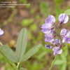 Thumbnail #1 of Psoralea tenuiflora by frostweed