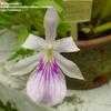 Thumbnail #1 of Miltonia spectabilis by Monocromatico