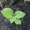 Thumbnail #2 of Solanum scabrum by juhur7