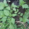 Thumbnail #3 of Solanum scabrum by juhur7