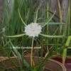 Thumbnail #2 of Hymenocallis palmeri by dmj1218