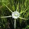 Thumbnail #3 of Hymenocallis palmeri by xyris