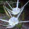 Thumbnail #5 of Hymenocallis palmeri by noslenil