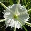 Thumbnail #4 of Hymenocallis palmeri by xyris