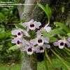 Thumbnail #1 of Dendrobium nobile by Monocromatico