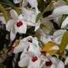 Thumbnail #3 of Dendrobium nobile by Lophophora