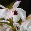 Thumbnail #4 of Dendrobium nobile by Lophophora