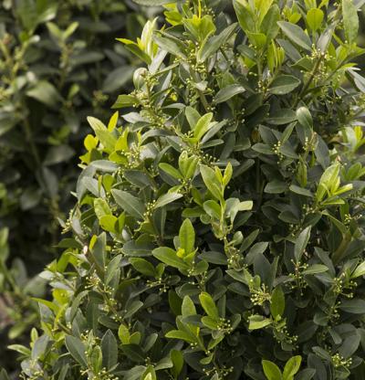 Emerald Colonnade® Holly