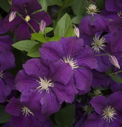 Etoile Violette Clematis