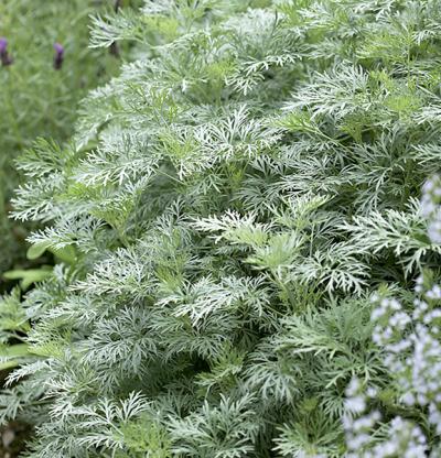 Powis Castle Artemesia