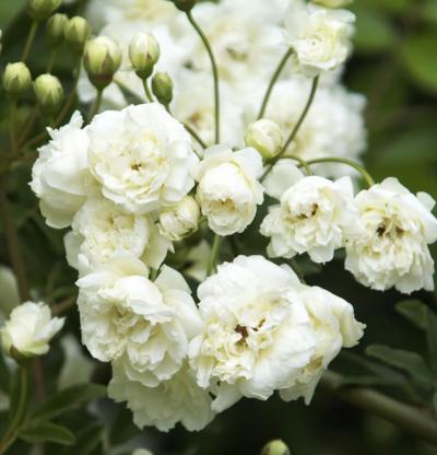 Rosa banksiae ‘Alba Plena’