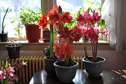 Amaryllis blooming on a windowsill during winter
