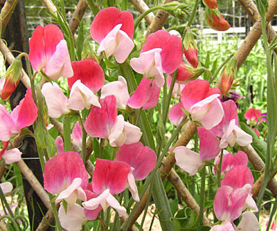 Painted Lady sweet peas