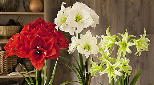 Amaryllis