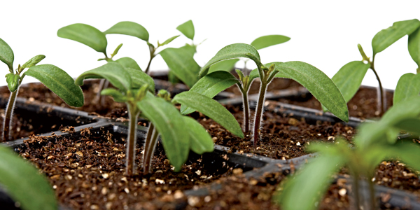 Tomato seedlings in a seed-starting tray