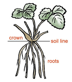 Strawbery crown