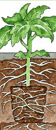 Planting a tomato deep