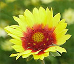 Gaillardia