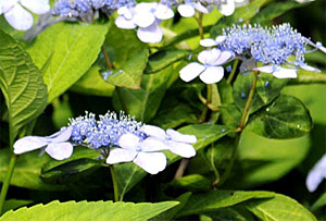 Lacecap hydrangea