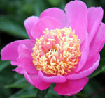 Peony