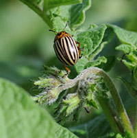 Colorado potato beetle 