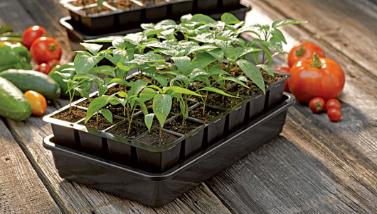 Seedstarting Grow Kit