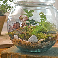 Terrarium kit